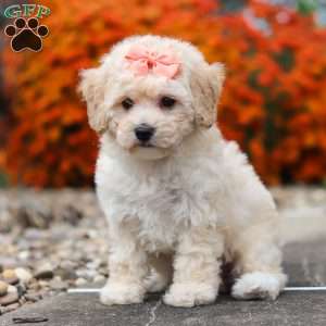 Poppy, Bich-Poo Puppy